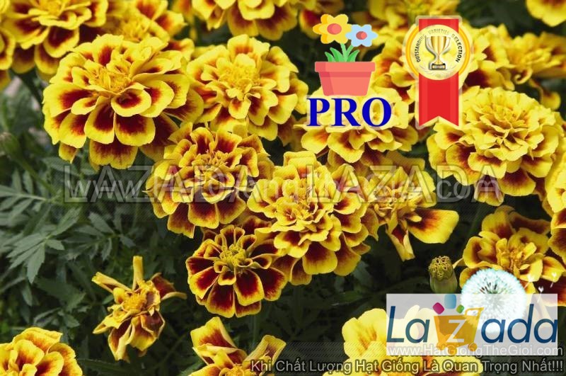 1000.hạt hạt giống hoa cúc vạn thọ ban mai f1pro 30cm tg169