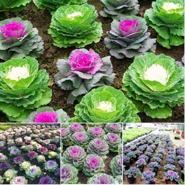 Hạt giống Hoa Bắp cải mix - Gói 20 hạt