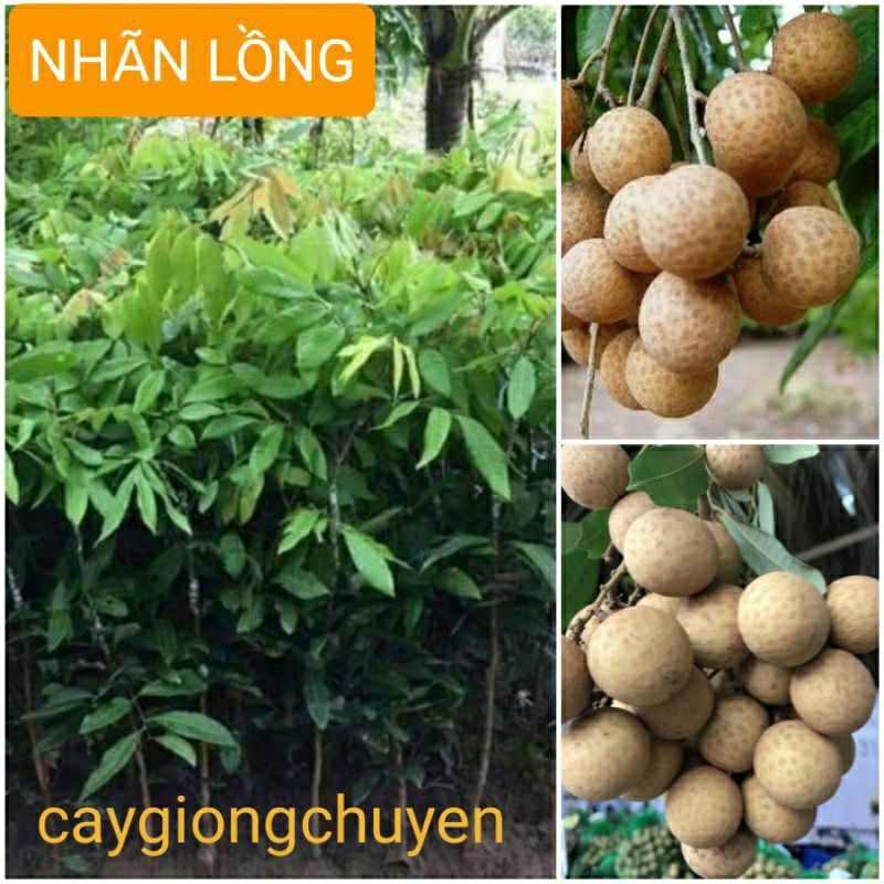 Giống cây nhãn lồng hưng yên ghép