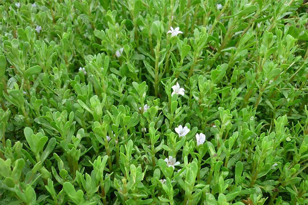 [Chỉ giao miền Nam 1-2 ngày tới] 0.5 kg Rau Đắng tươi, đóng gói hút ẩm, đảm bảo tươi nguyên (Rau Xương Cá)