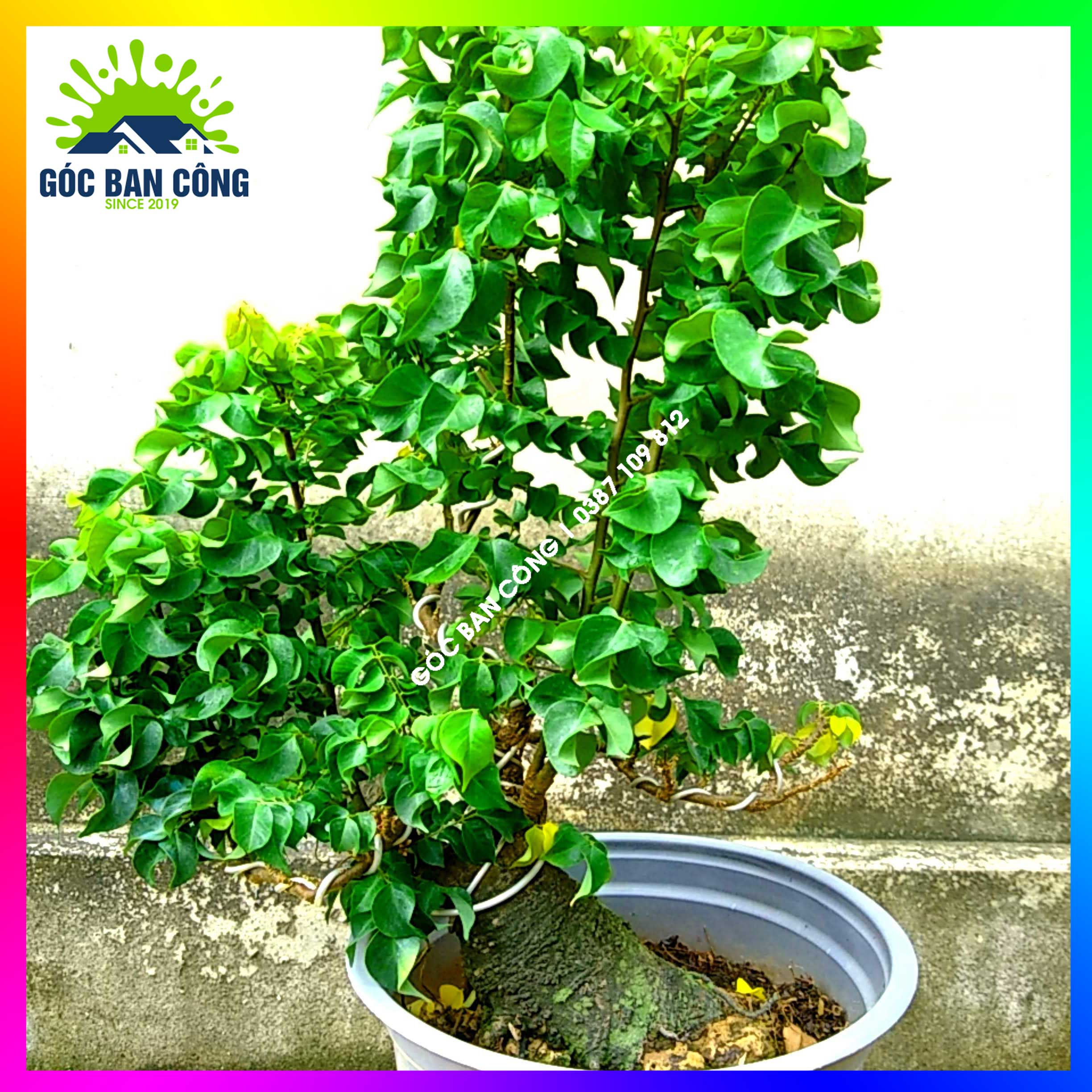 Cây Khế Bonsai Mini Gốc Quái - KBS06