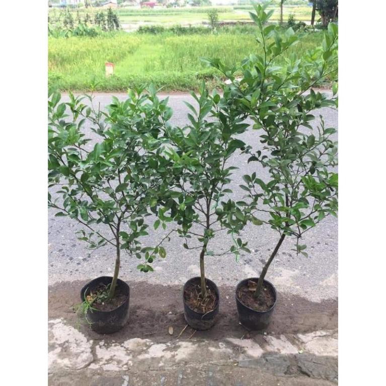 Sản phẩm cây chanh đào sẵn quả