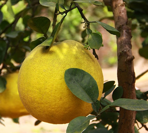 Hạt giống bưởi diễn