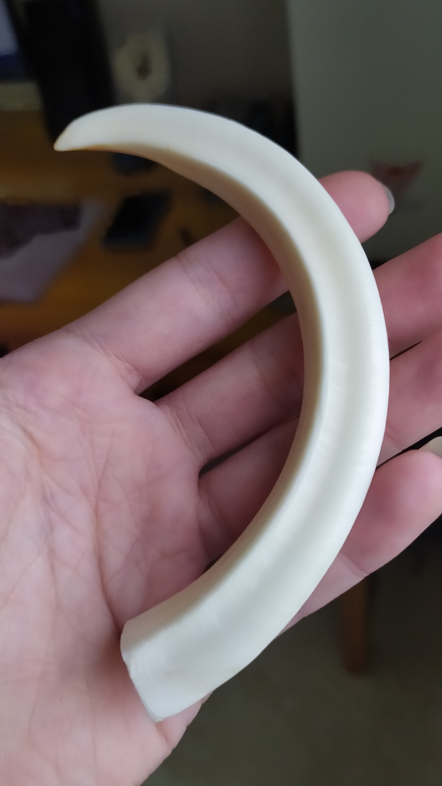 4005 - Nanh heo rừng tự nhiên Tây Bắc