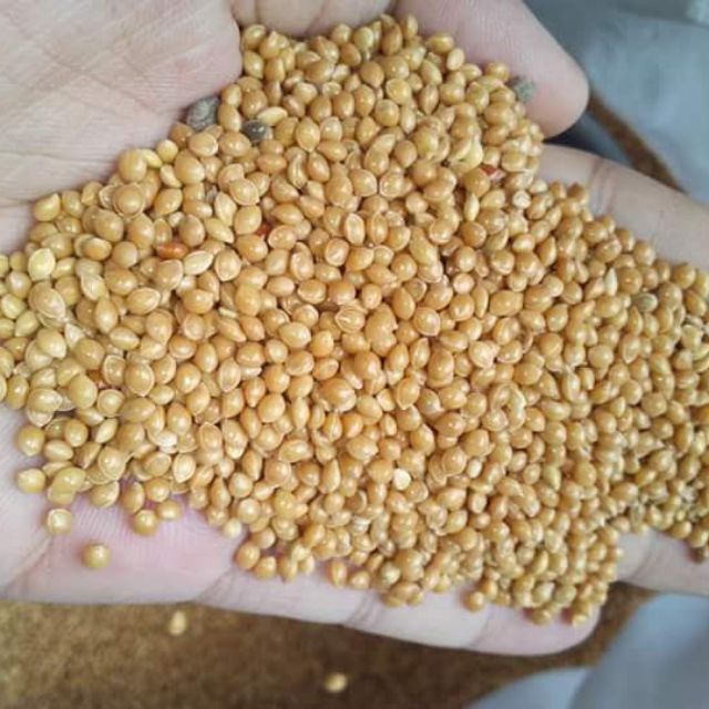 hạt kê vàng dành cho chim 1kg