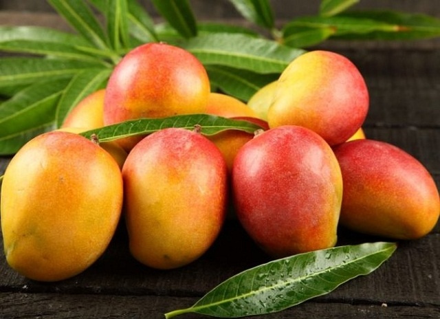 Cây xoài úc