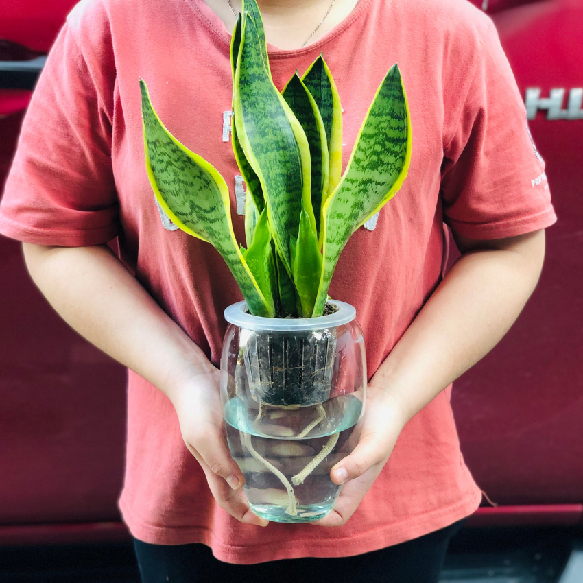 [HCM]CHẬU CÂY THỦY SINH THỦY CANH HỒ CÁ THỦY TINH SIZE NHỎ 12X19 CM TERRARIUM MINI FISH TANK ML-QDN26