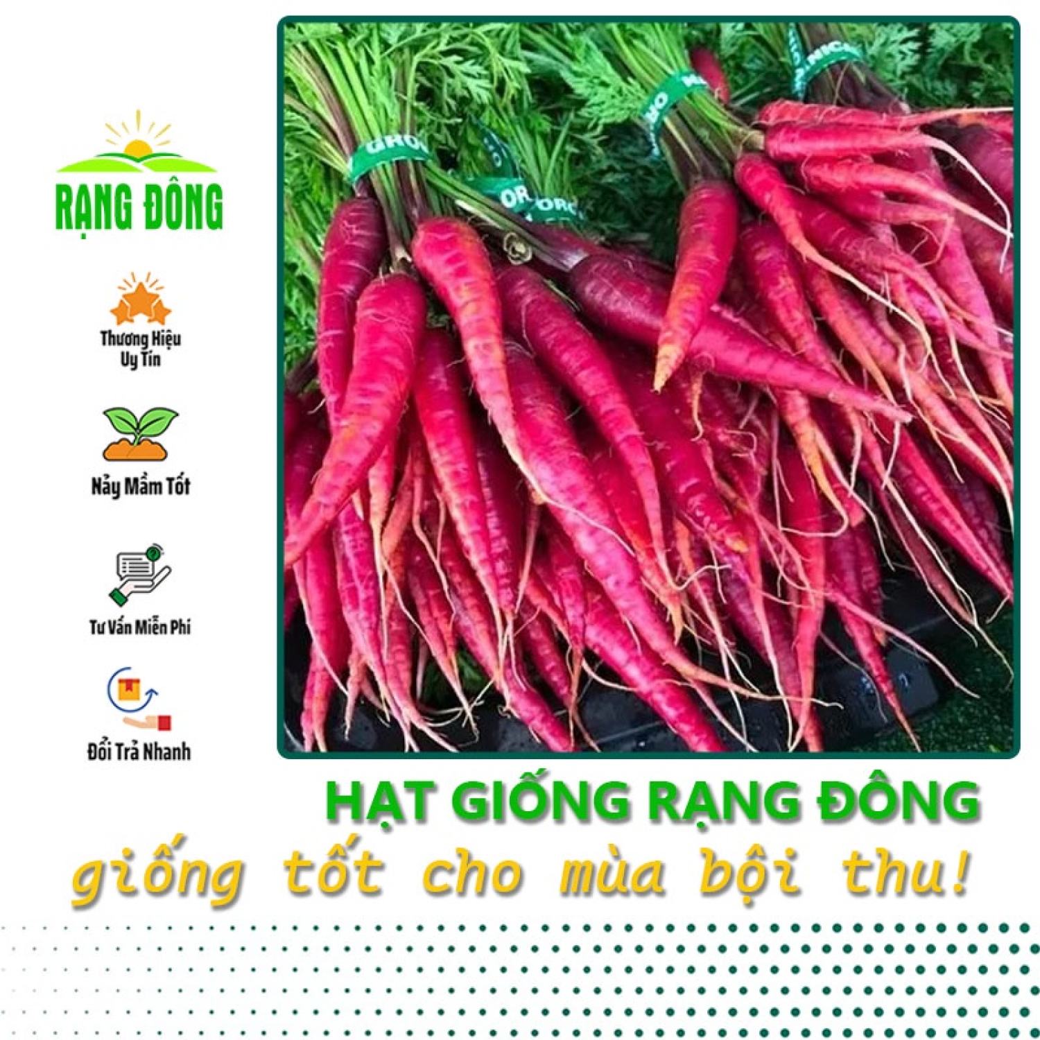 Hạt giống Cà rốt đỏ dễ chăm sóc, trồng quanh năm, củ to, dài - Hạt giống Rạng Đông