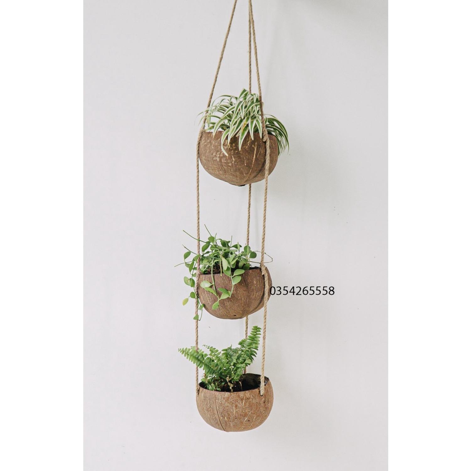 Chậu dừa trồng cây