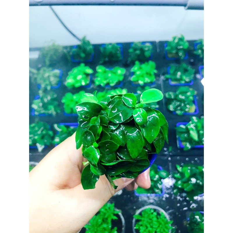 [HCM]Ráy Nana Petite TQ - Cây Thuỷ Sinh Dễ Trồng