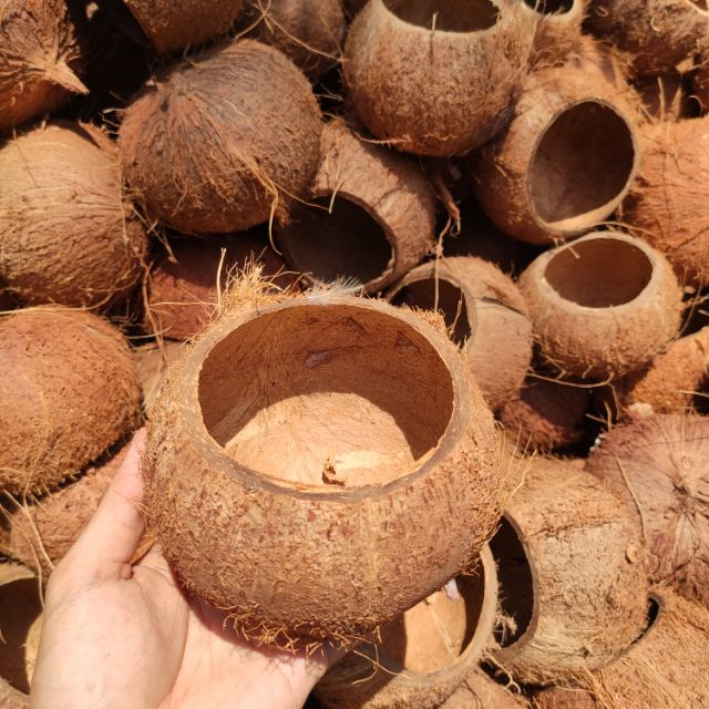 Gáo dừa thô nguyên liệu - gáo múm | gáo cắt cao