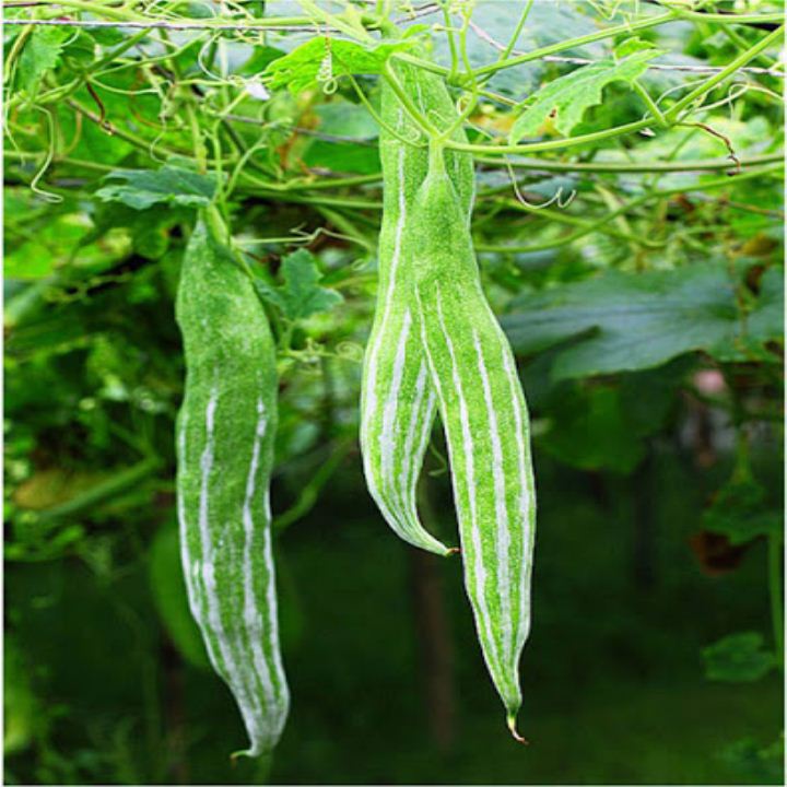 5 hạt - hạt giống quả lặc lày năng suất cao