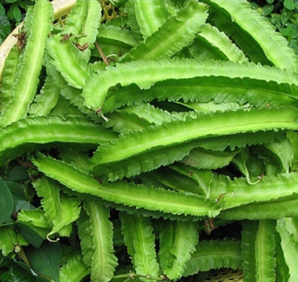 10gr_hạt giống đậu rồng/đậu khế