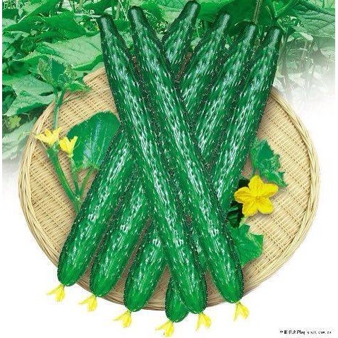 Hạt Giống Dưa Chuột Choka