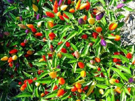 Hạt giống Ớt cảnh nhiều màu (30 hạt) Xuất xứ tại Đức