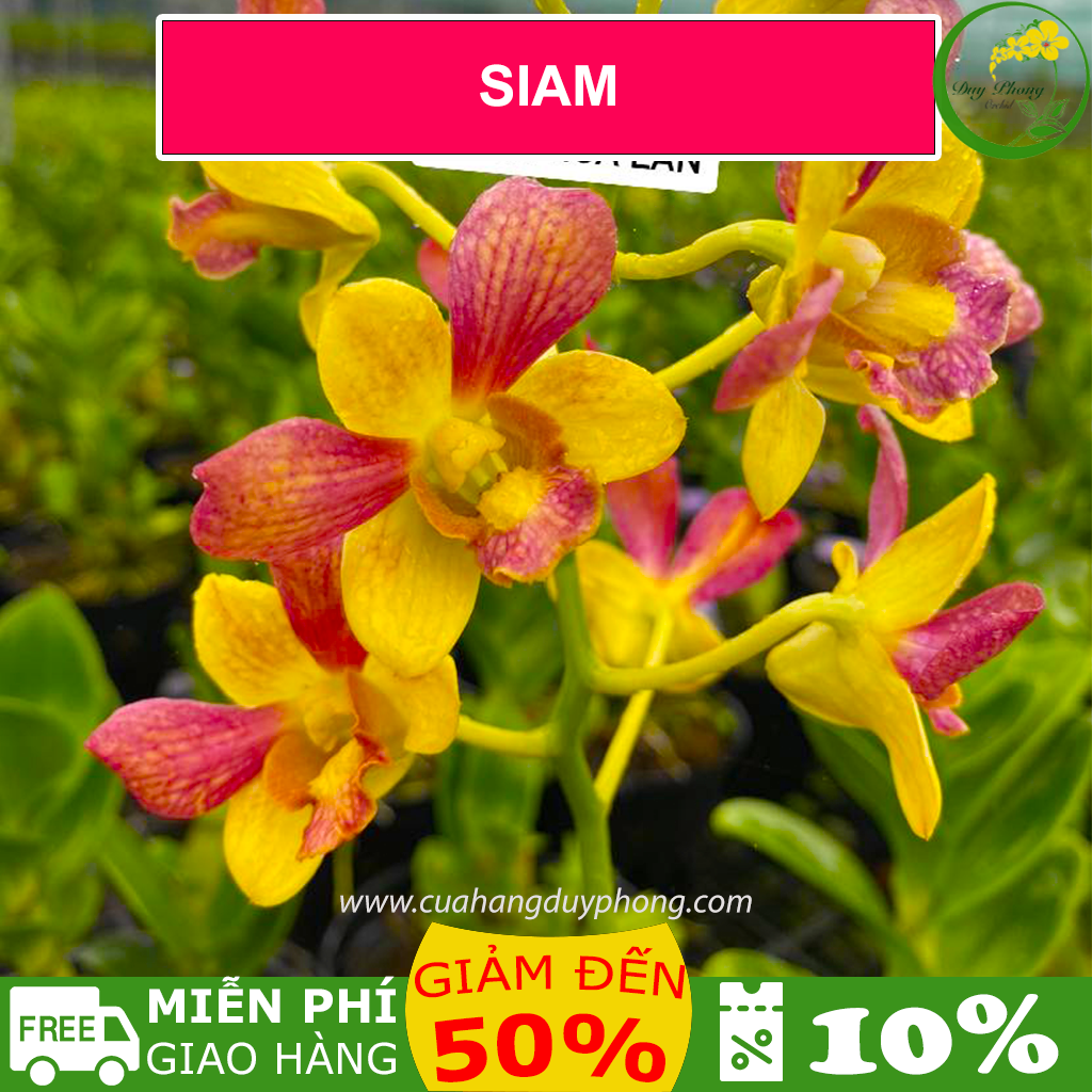 Hoa lan siam - cây to khỏe, hoa thơm chậu khủng