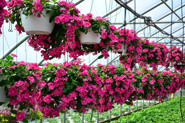 Bộ 5 gói Hạt Giống Bông Dừa Cạn Hoa Dừa Cạn Nhiều Màu hat giong sach thuy canh hat giong hoa dep bong dua can
