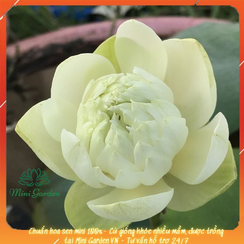 Củ giống hoa sen mini siêu đẹp- Hoa sen mini Mint Sugar