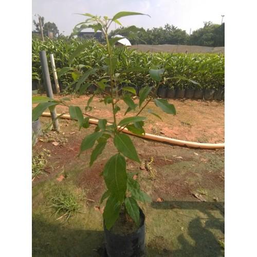 Cây xá xị giống- chiều cao khoảng 50-60cm