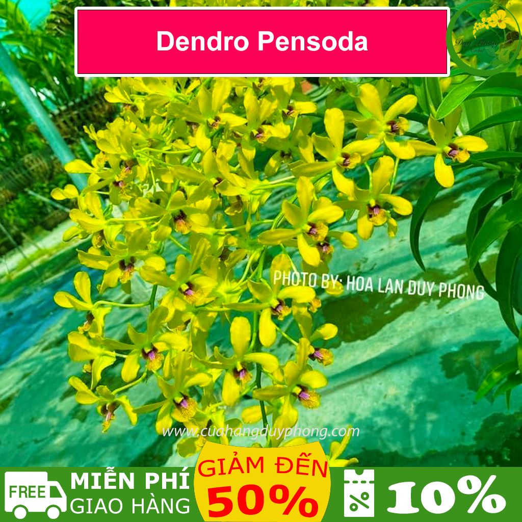 Hoa Lan Dendro Pensoda - Bán cây to khỏe như hình, hoa cực thơm, màu vàng, đứng ngọn