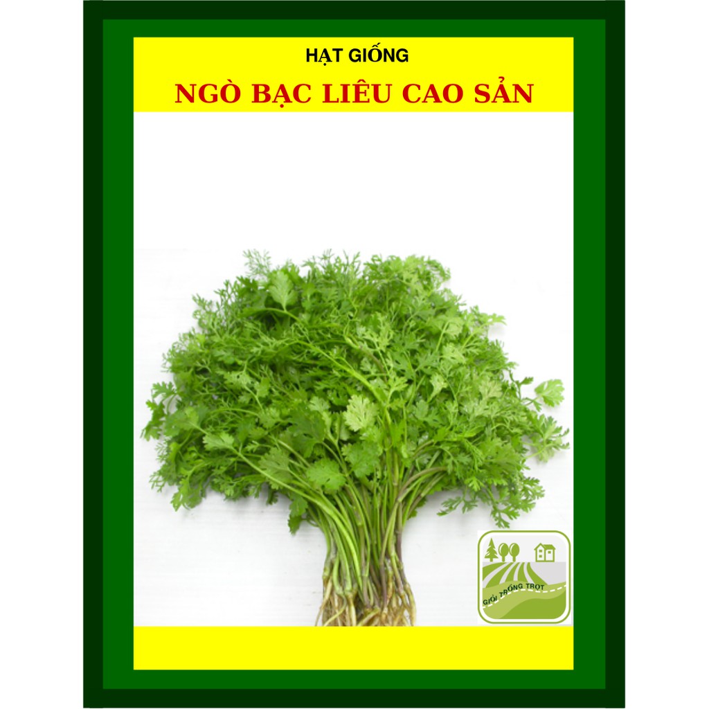 20g - hạt giống ngò rí bạc liêu