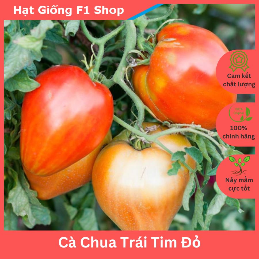 Hạt Giống Cà Chua Trái Tim Đỏ Đẹp Mắt Vị Ngon