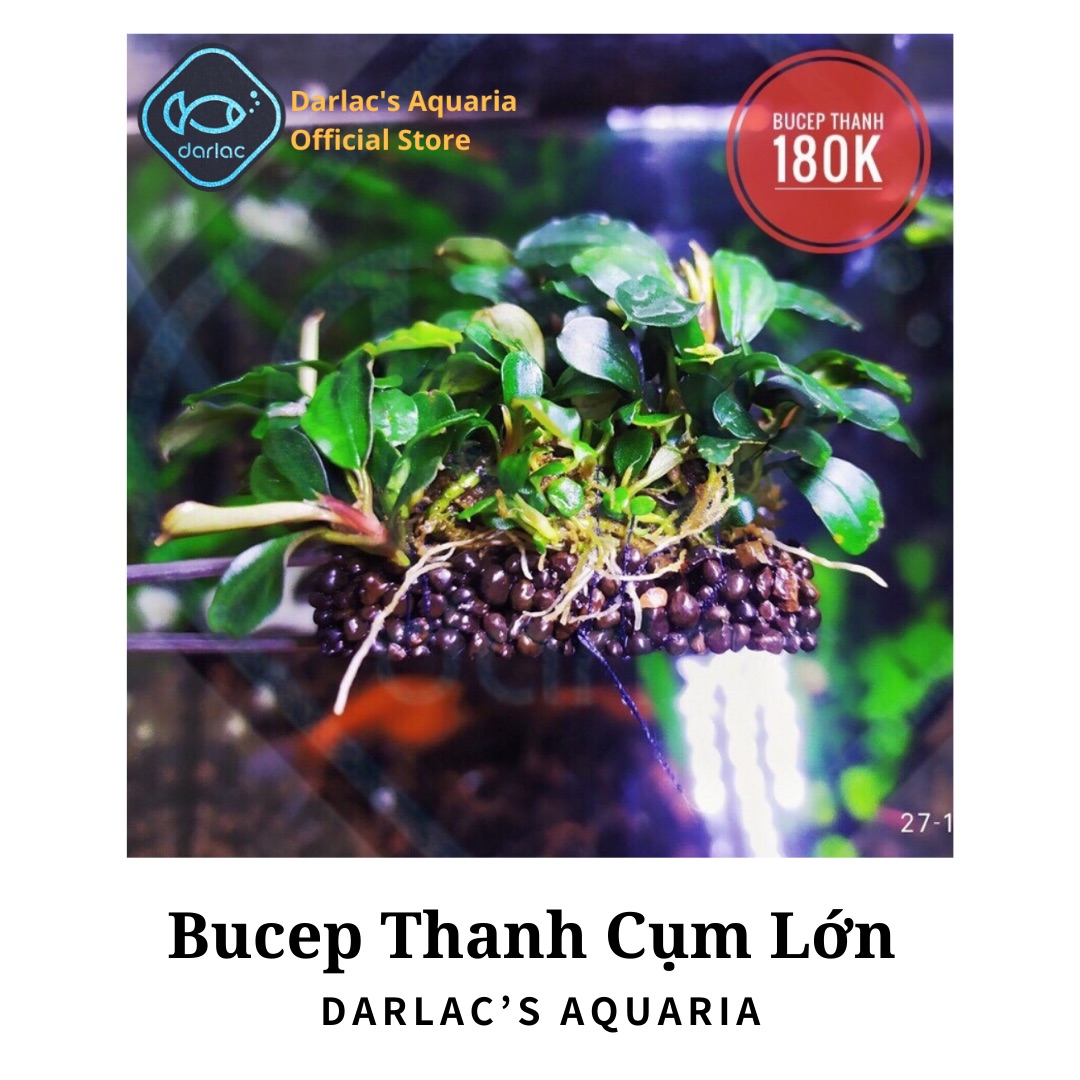 Thanh bucep thủy sinh đã ra lá nước - Cây thủy sinh bucep - Darlac's Aquaria Bucephalandra