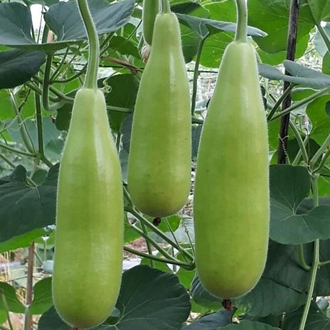 Hạt giống bầu xị lai f1 sai trái
