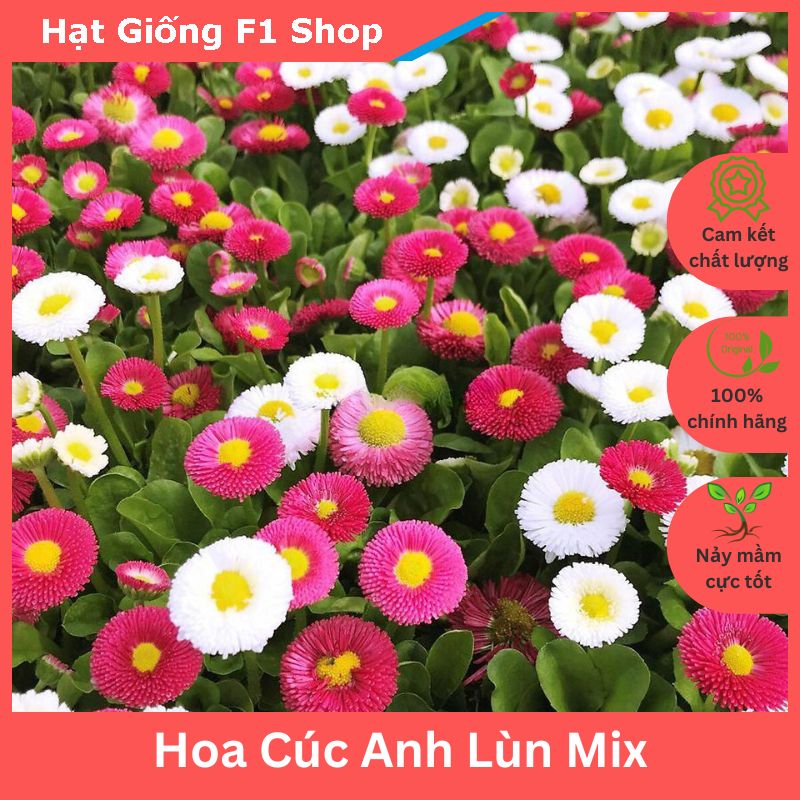 Hạt giống hoa cúc anh tròn lùn mix trồng chậu