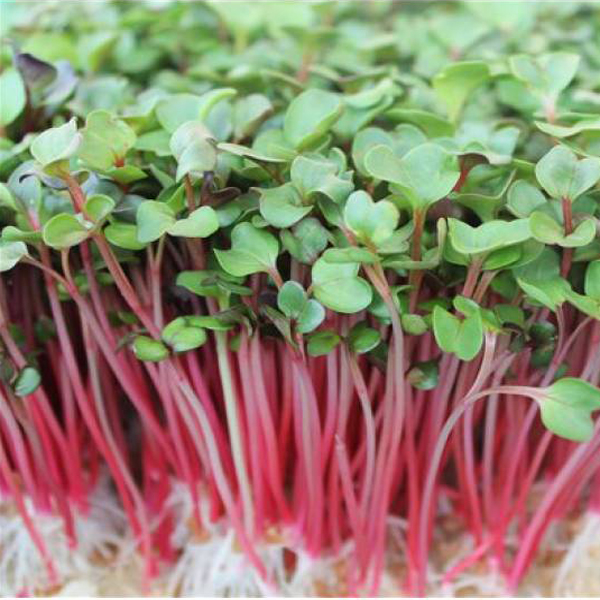[Seeds] Rau mầm củ cải đỏ, đóng gói 30gr-50gr