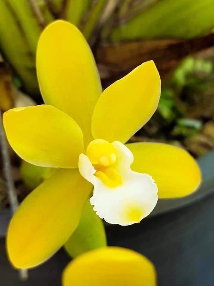 Kiếm Hoàng đế aba cây giống 7 tháng tuổi thuần tại vuờn