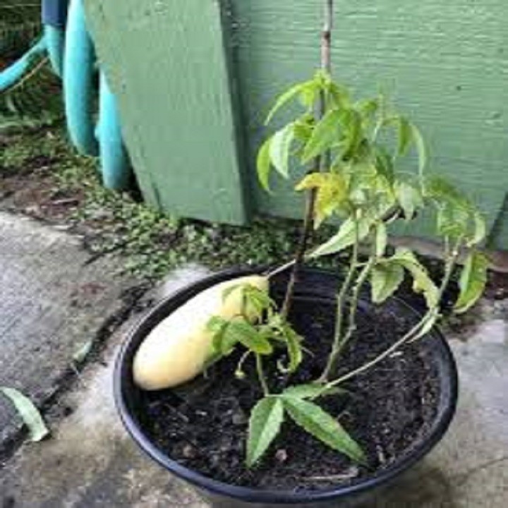 J6JVIY28JFFifQJAcgRL_simg_d0daf0_800x1200_max.jpg