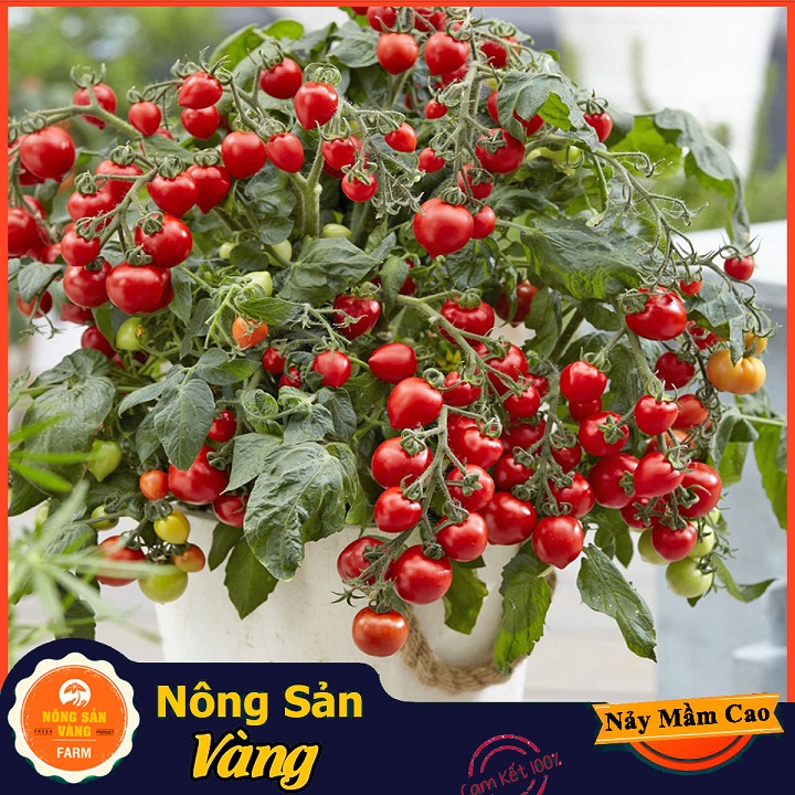 Hạt giống Cà Chua Bi Đỏ Lùn ( Gói 20 Hạt ) - Nông Sản Vàng