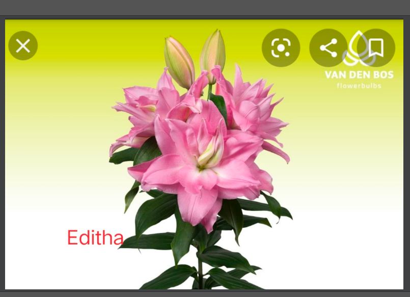 Củ giống hoa ly thân cao hoa kép màu hồng phấn - editha
