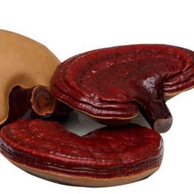 Nấm linh chi Thanh Bình .