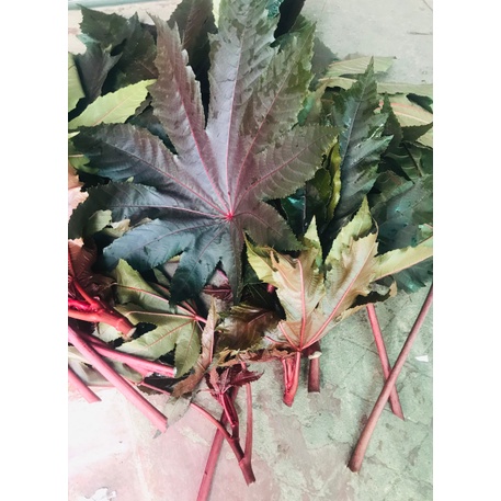 Lá cây thầu dầu tía trĩ 1kg lá tươi hoặc khô - cây giống - Mẹo trĩ dân gian - trĩ bằng cây lá tươi