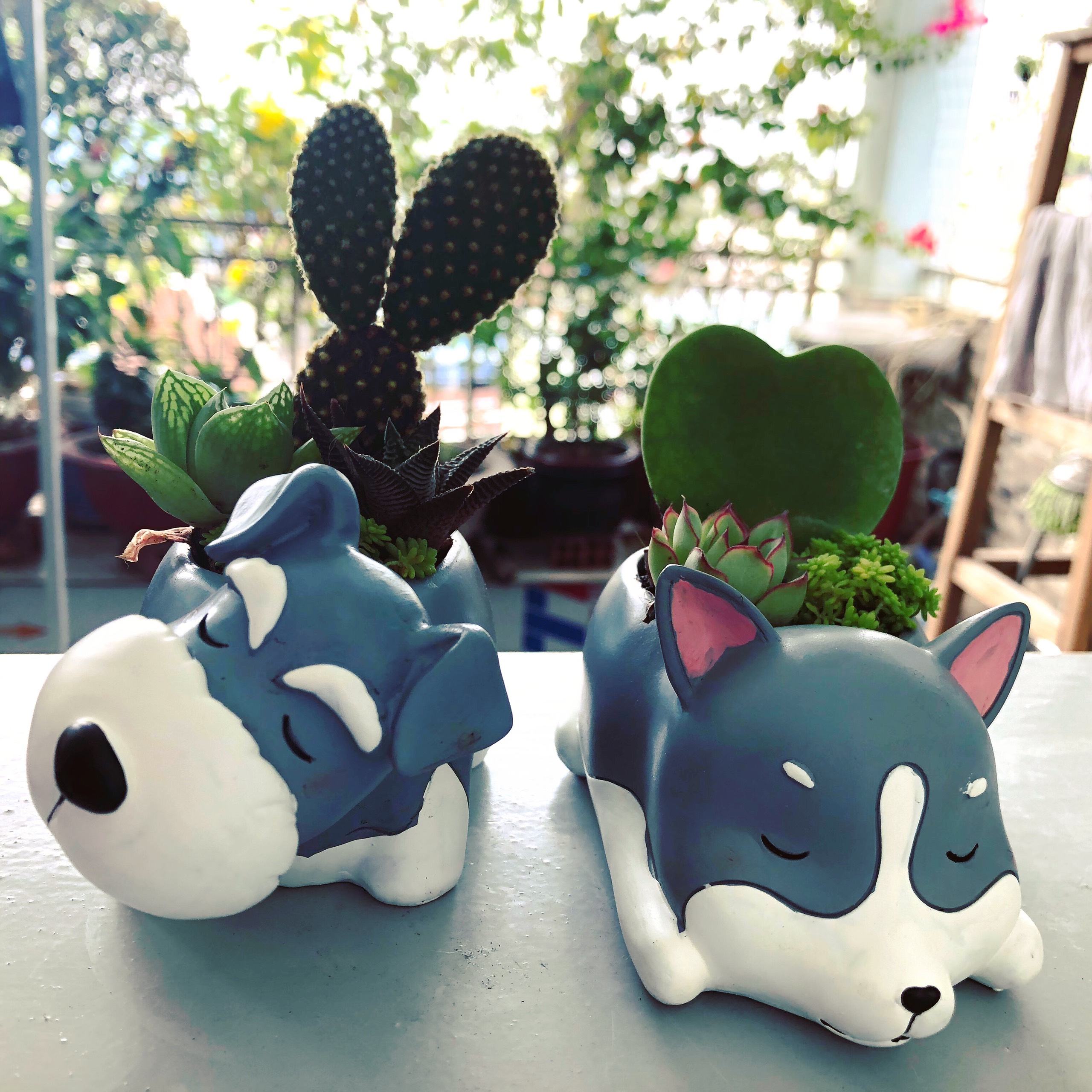 Chậu cây Chó Corgi Chân Ngắn trồng cây cảnh mini, cây cảnh để bàn, tiểu cảnh sen đá, xương rồng