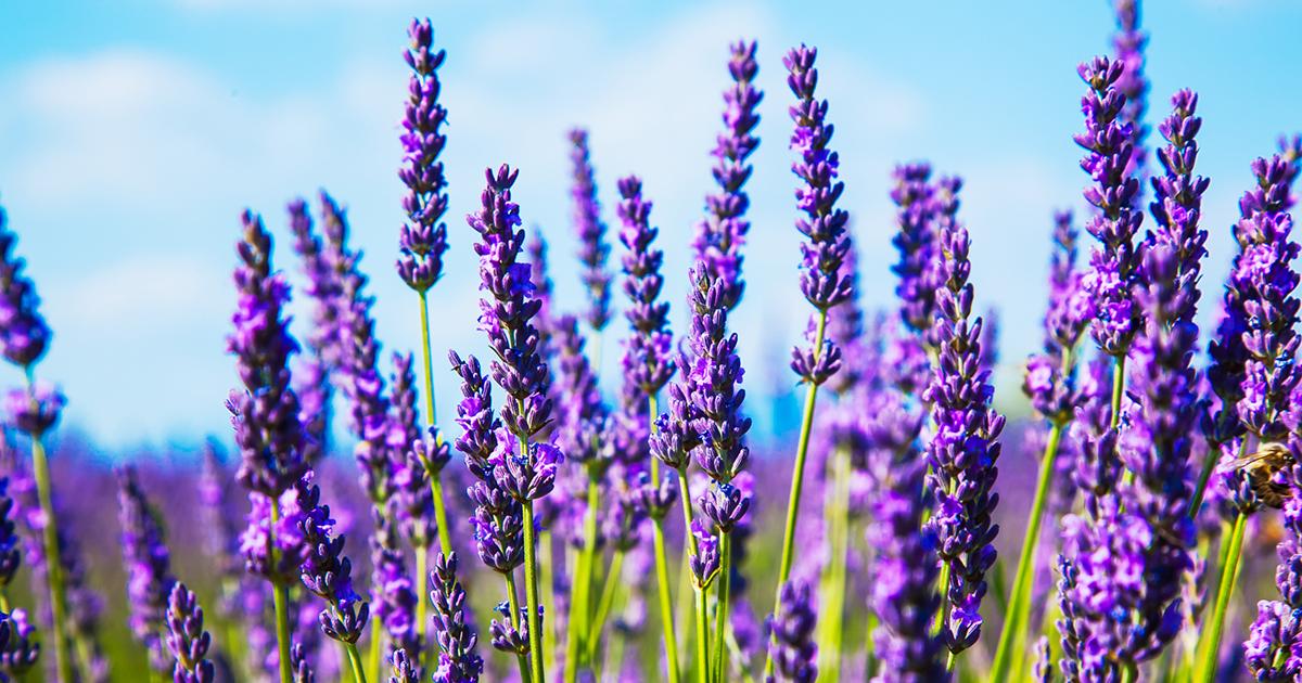 Nếu bạn là một tín đồ yêu hoa, đừng bỏ lỡ cơ hội nhìn ngắm hạt giống hoa Lavender trong bức ảnh này. Với sắc tím thanh thoát, chúng sẽ mang đến cho bạn niềm vui và sự thư thái khi trồng và chăm sóc chúng.