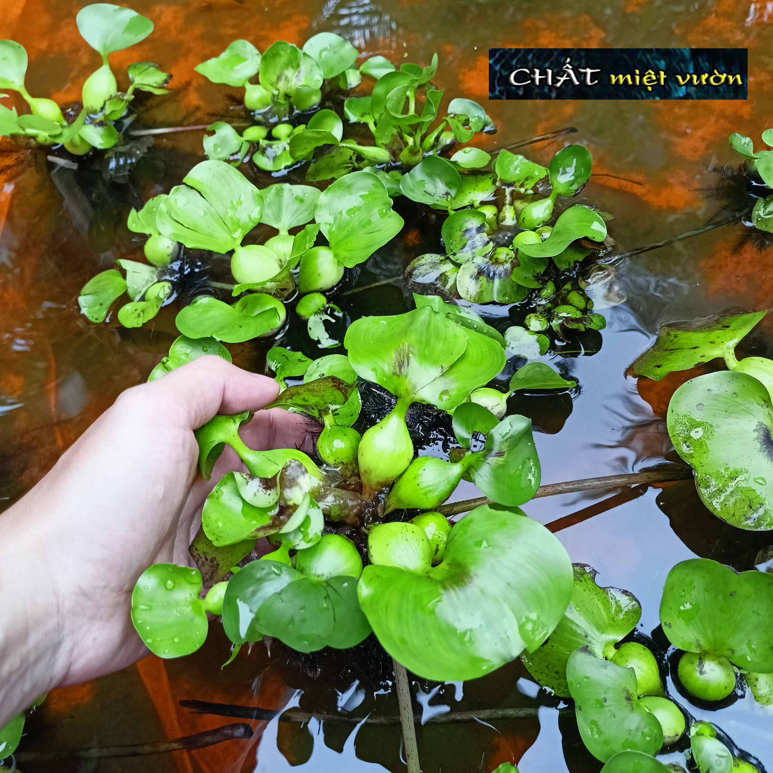 Cây lục bình mini giống thủy sinh - Bèo tây mini thủy sinh