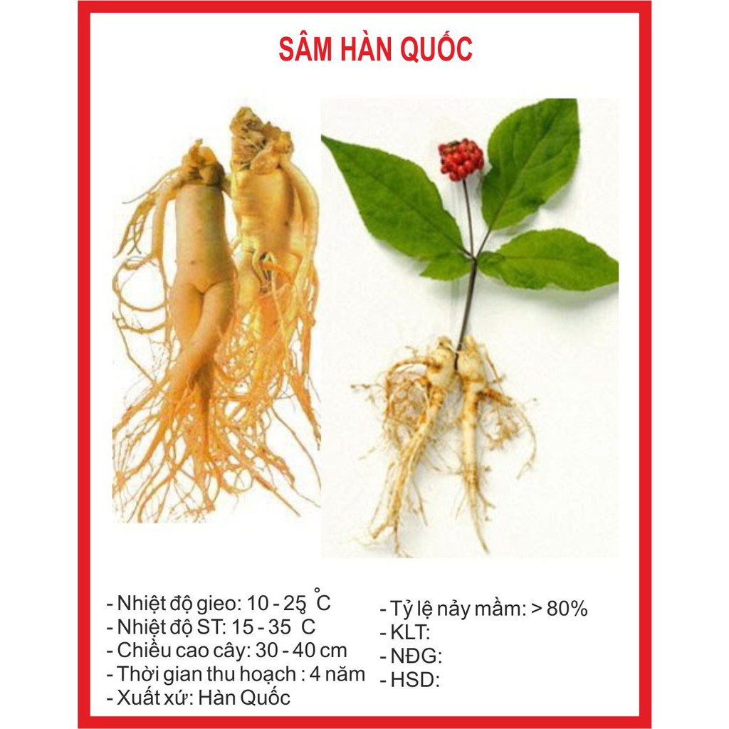 Hạt giống sâm hàn quốc - 5 hạt