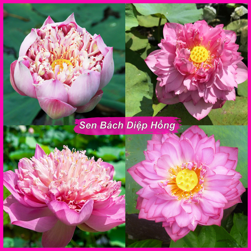 HẠT GIỐNG SEN BÁCH DIỆP (LOTUS)  HOA MÀU HỒNG - 5 hạt