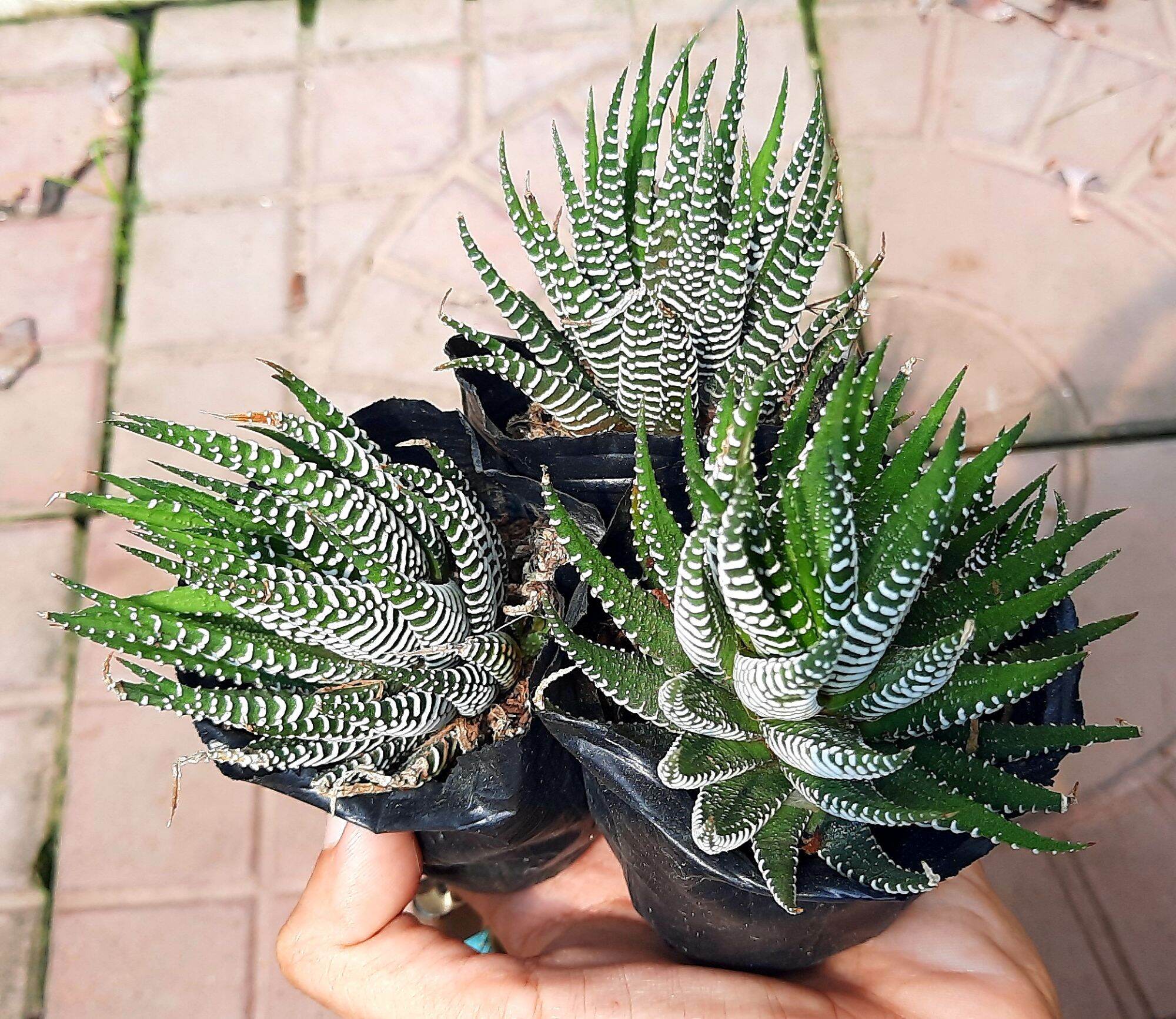Sen đá móng r.ồng size bầu