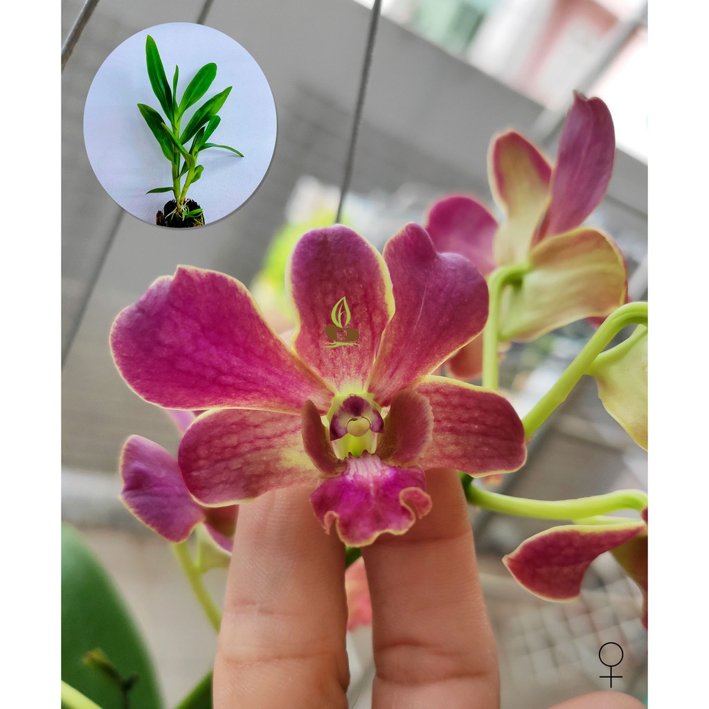 Cây giống lan Dendro Măng cụt lai