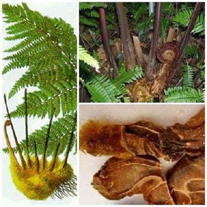 Cẩu tích khô 1kg (lông cu ly)