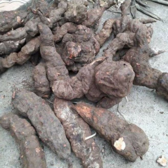 sỉ toàn quốc 1kg củ hà thủ ô tươi