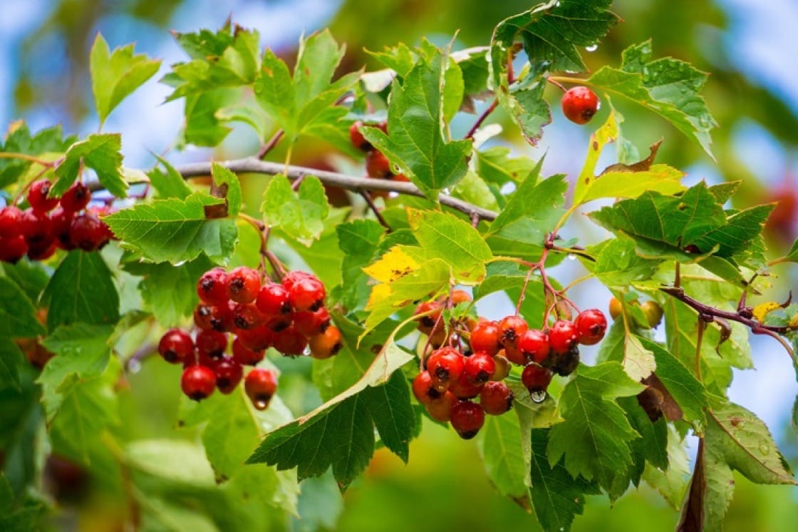 [HCM]Hạt giống sơn tra - Tặng gói hạt giống ngẫu nhiên