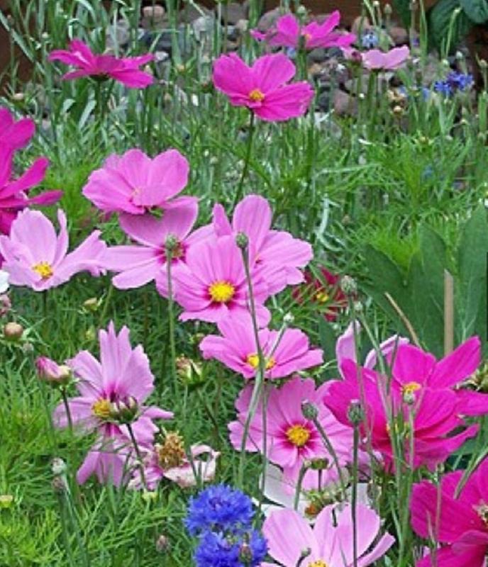 50 Hạt giống hoa Sao nháy mix