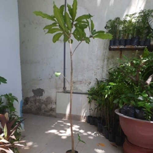 Cây lộc vừng hoa đỏ, như hình chụp