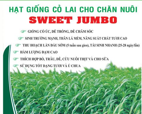 [HCM]Cỏ Lai Cho Chăn Nuôi Sweet Jumbo USA _Gói 100gram .
