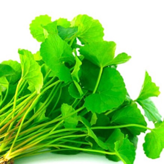 Hạt Giống Rau Má Lá Nhỏ - Rau Má Đất - Rau Xay Sinh Tố - Rau Thuốc _ Rau Uống Mát